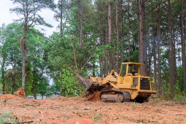 Trees Clearing in Woodstock