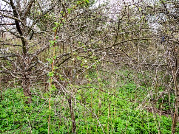 Underbrush Clearing in Woodstock