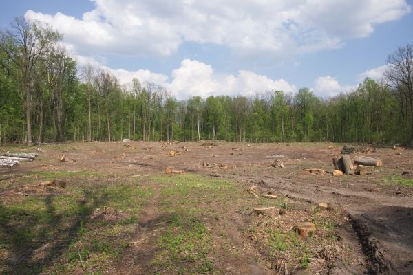 Cost of Pasture Clearing in Woodstock