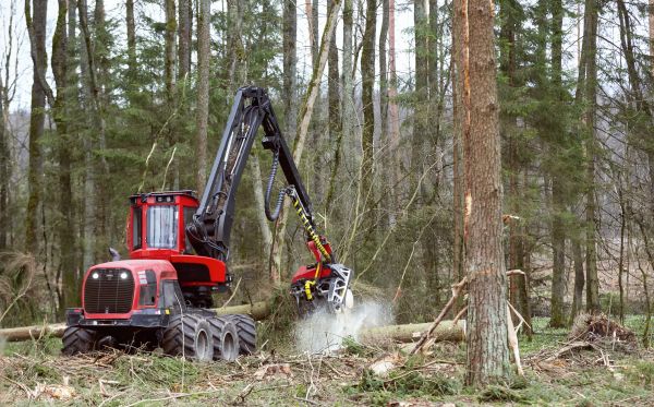 Cost of Forest Clearance Service in Woodstock
