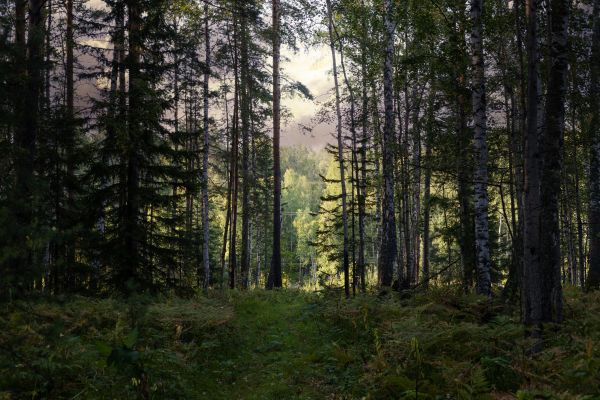 Cost of Pine Tree Clearing in Woodstock
