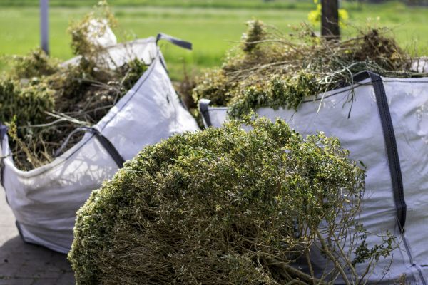 Bushes Clearing in Woodstock
