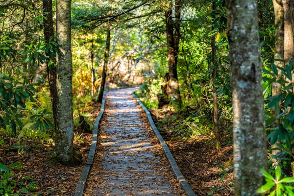 Trail Clearing in Woodstock