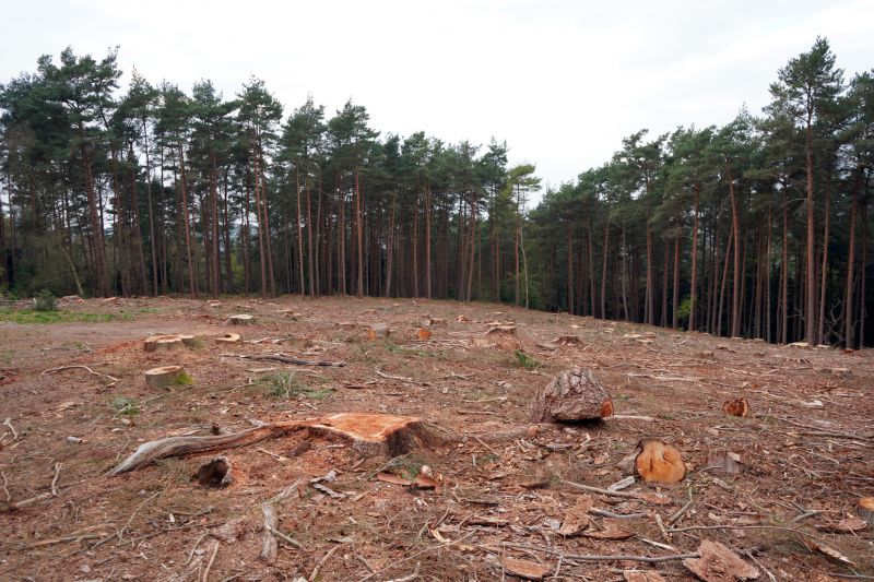 Land After Stump Removal